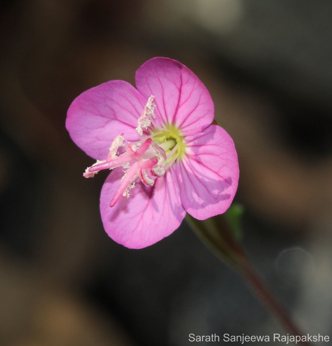 Oenothera rosea L'Hér. ex Aiton